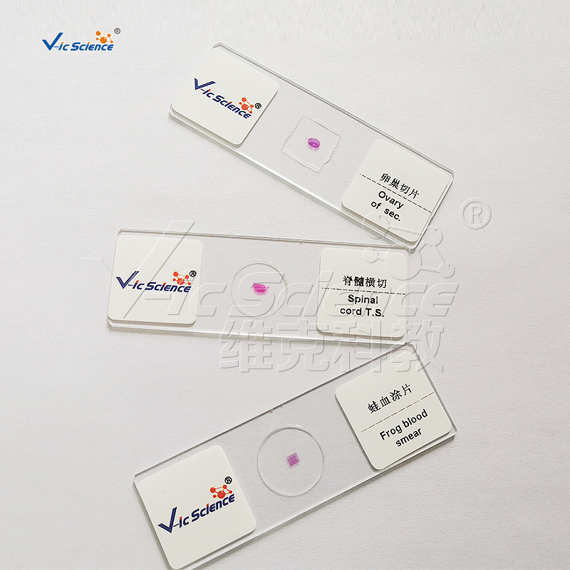 Microscope Slide