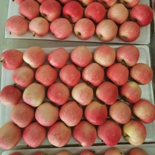 Buy Fresh Gala Apples Bulk or Export Directly From The Farm