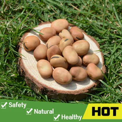 Organic driedn broad beans price