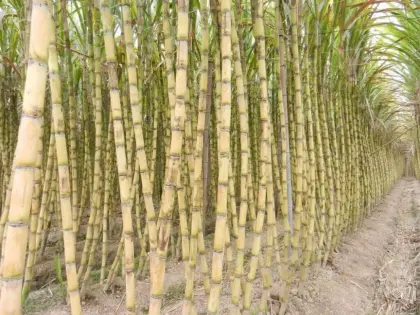 Gator H20 Carfentrazone Hydrocarbon