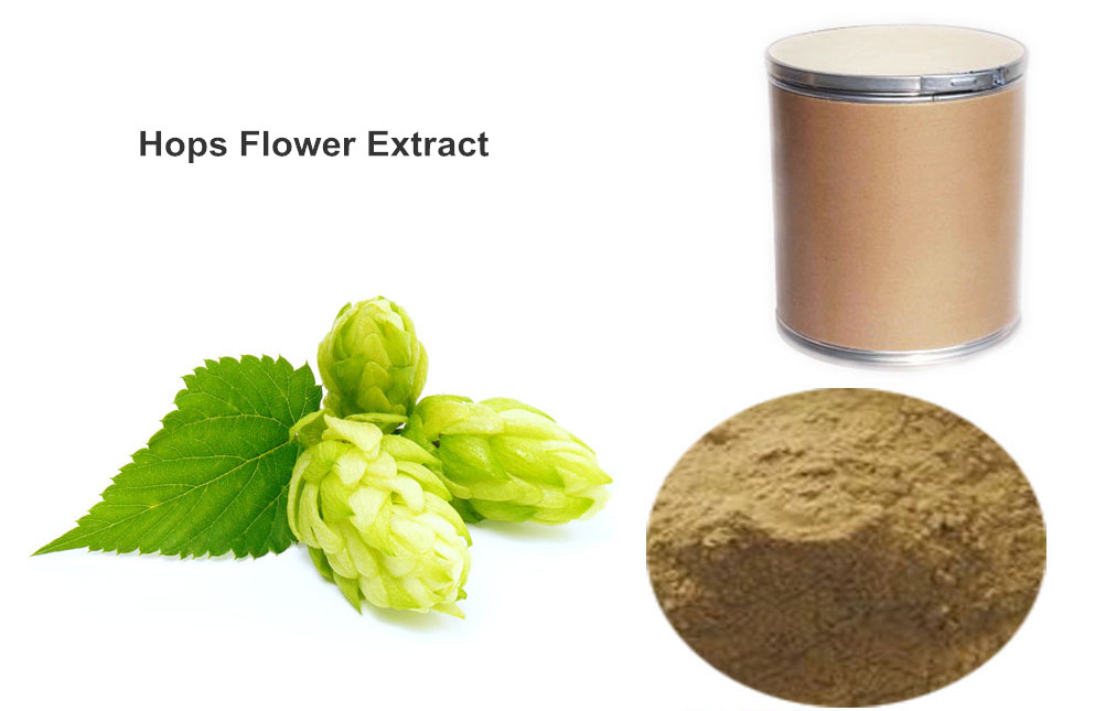 Hops Flower Extract powder