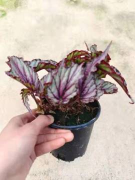 begonia 9 in good price