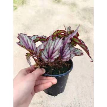 Begonia 9 좋은 가격