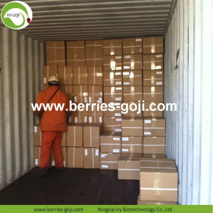 Factory Supply Fruit Dried New Harvest Goji Berries