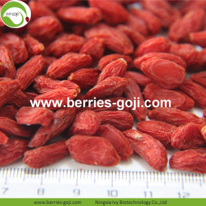 Factory Supply Healthy Nutrition Natural Lycium Fruit