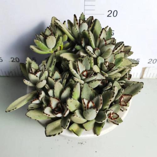 저렴한 가격으로 Kalanchoe Roseleaf