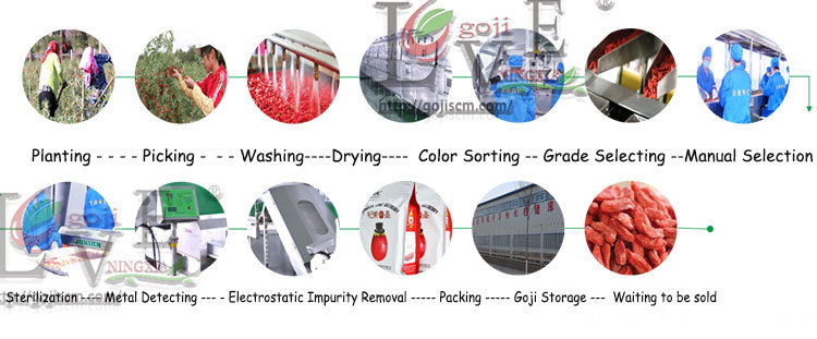 Origin Goji Production process