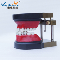 Οδοντιατρικό μοντέλο τυπογραφικών δοντιών Teeth