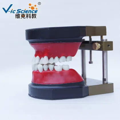 Dental Orthodontic Teeth Typodont model