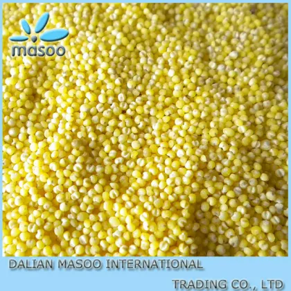 100% Natural Yellow Millet/Millet Powder