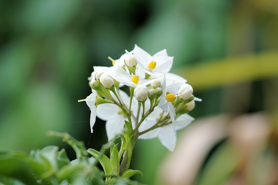 グレードAジャスミンヒドロゾル天然植物抽出物未希釈