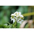 100% Pure High Quality Jasmine Essential Oil