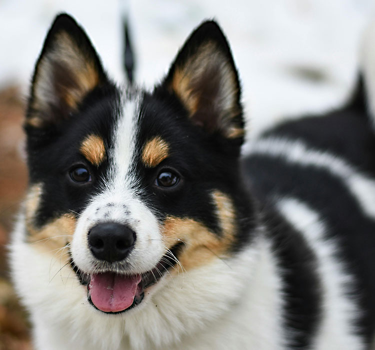 Title: How Rubber Dog Toys Have Become a Favorite Choice Amongst Dog Owners