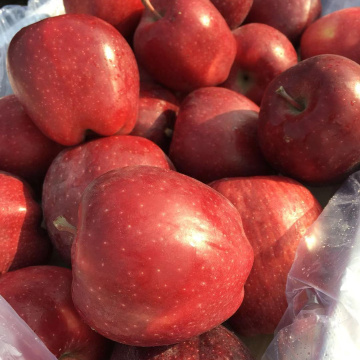 red apples fresh fruit  red delicious apples