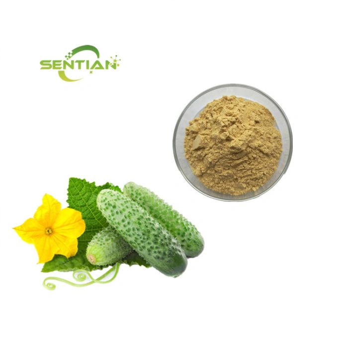 Cucumber Extract Cucumber Powder China Manufacturers Suppliers Factory ...