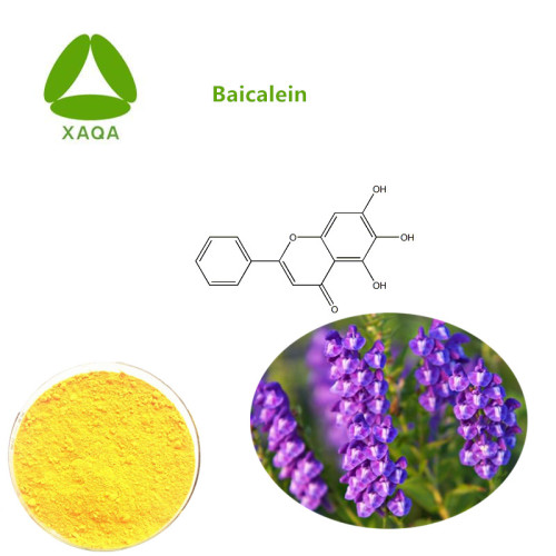 Scutellaria Baicalensis Extrato Baicalein 98% Preço em Pó