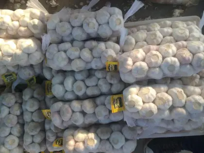 Real orgin jinxiang fresh garlic