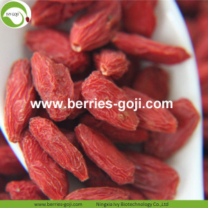 Bayas de Goji bajas del pesticida de la nutrición superior al por mayor