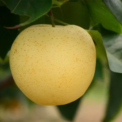 Delicious Fresh Tasty Gold Golden Pear