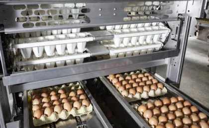 Hot Product: Egg Grading Machine and Packer for Poultry Farms and Egg Processing Industry