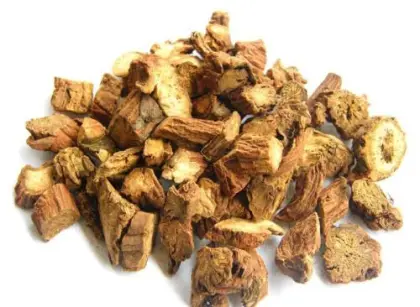 Salvia miltiorrhiza Bge .