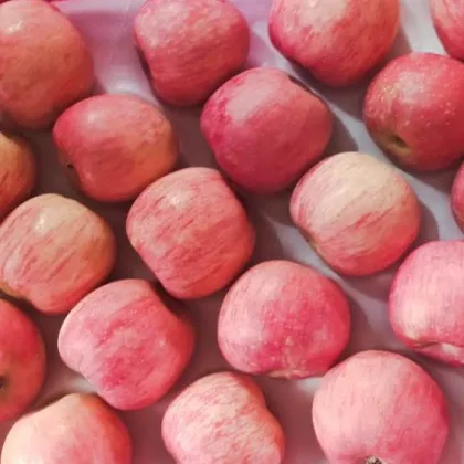 Super Crispy Sweet Red Fuji