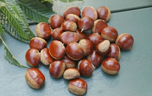 2018 Tanaman chestnut segar baru