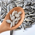 Νέα παραγωγή Sunflower Seeds 363