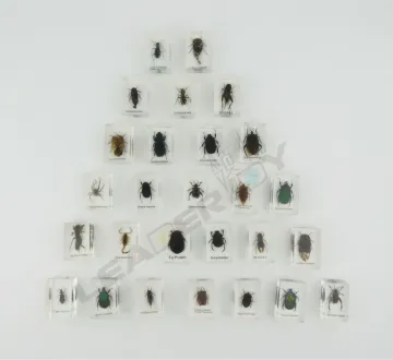 resin specimen