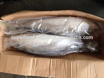 Wholesale Frozen Yellow Tail Fresh Yellow Tail Scad