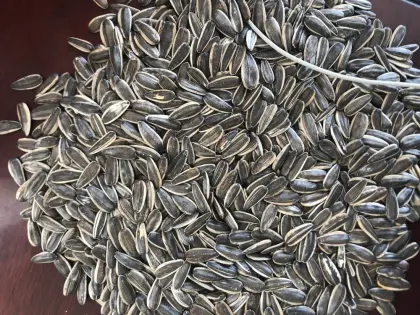 sunflower seeds 361 sunflower seeds 361