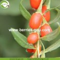 ขายส่งสินค้าปลอดสารพิษธรรมชาติต่ำ Goji Berry