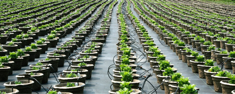 Drip Irrigation Potted-plants