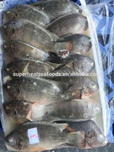 Frozen Tilapia Fish W/R 300-500g new landing