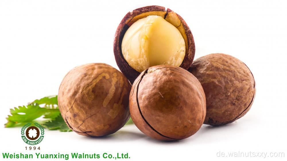Große Größe gerösteter Macadamia in Shell zum Verkauf
