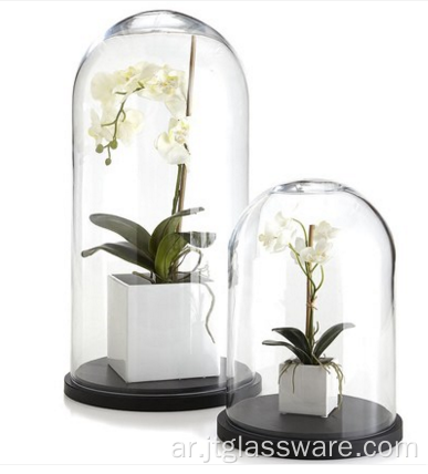 قبة جرس زجاجية شفافة مع زهرة