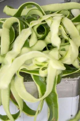 Automatic Tropical Fruit Peeler: Pumpkin, Pineapple, Mango, Jackfruit, Coconut, and Breadfruit