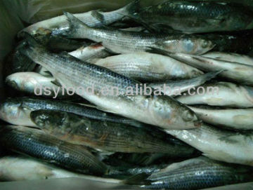 Light caught frozen pacific mackerel WR
