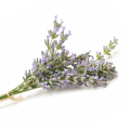 Bulk Price Lavender Extract powder