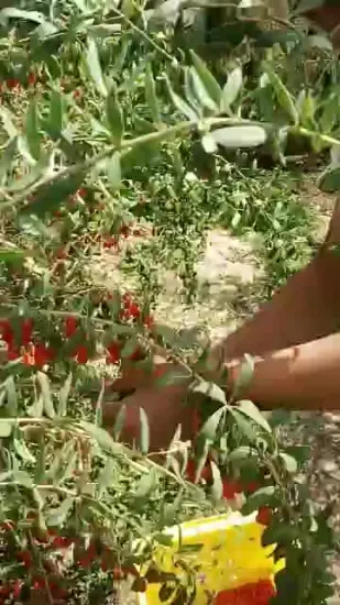 China supplier natural Dried Goji Berry