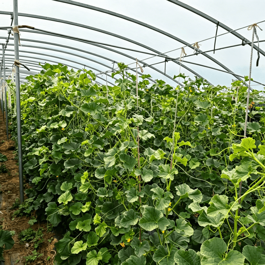 anti-drip greenhouse film (5)