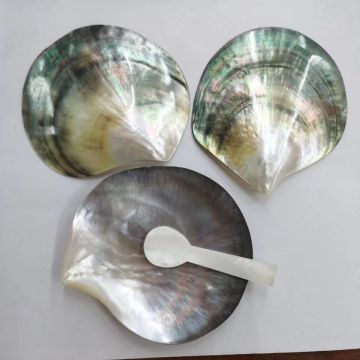 Black and Yellow Saucer Shell Conch for Aquarium Landscaping and Weddings