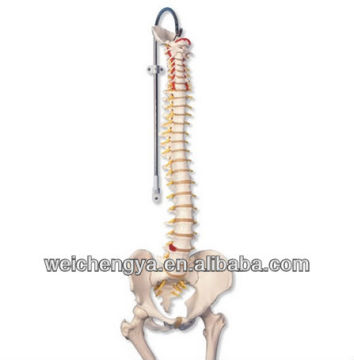 XC-126 Life- Size Vertebral Column With Pelvis And Fumur Heads