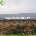 Wholesale en vrac Premium Eu Standard Goji Baies