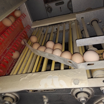 High Quality Egg Picking System for Poultry Farms
