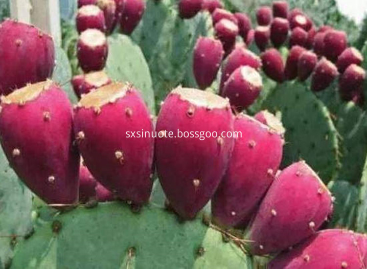 Cactus Fruit Extract