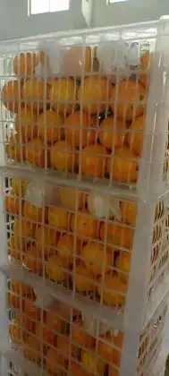 fresh VALENCIA ORANGE