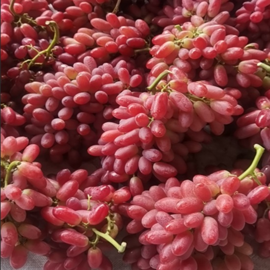 Hongxia Fairy Grape