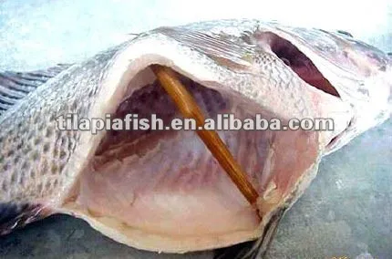 China Origin Best-seller Tilapia Gutted and Scaled wholeTilapia