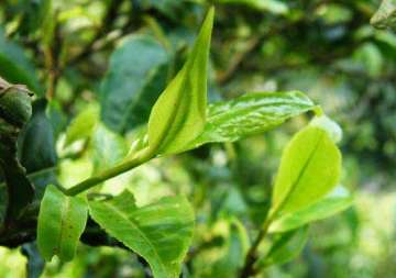 Tea Tree Essential Oil 10ml